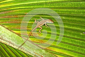 Green Anole (Anolis carolinensis)