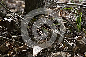 Green Anole Snacking