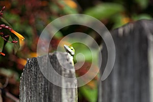 Green Anole Anolis carolinensis Peeking Over a Weathered Fence in Florida