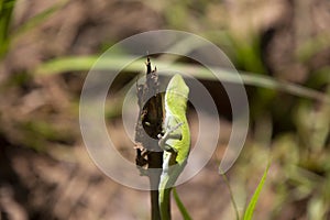 Green Anole Climbing