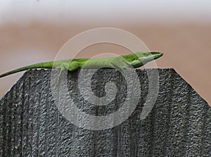 Green Anole on Fence