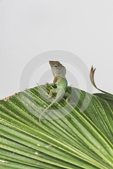 Green anole, lizard