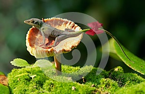 Green anole lizard