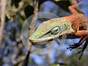 Green Anole Lizard