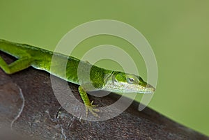 Green Anole Lizard