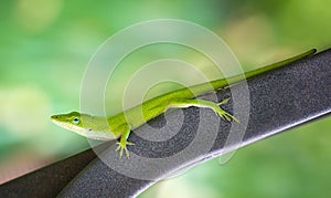 Green Anole lizard Anolis carolinensis