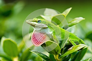 Green Anole lizard (Anolis carolinensis)