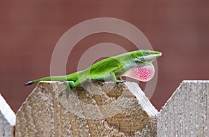 Green Anole lizard (Anolis carolinensis)