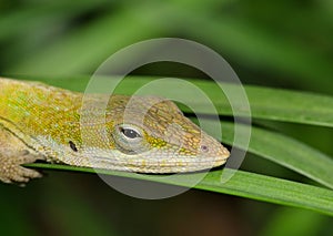 Green anole lizard (Anolis carolinensis) resting in tall grass during the night hours in Houston, TX.