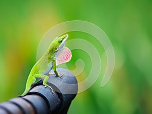 Green Anole lizard Anolis carolinensis showing off his bright pink dewlap