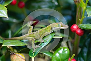Green Anole lizard Anolis carolinensis