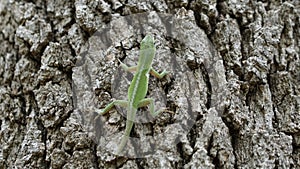 A green Anole lizard climbing a tree.