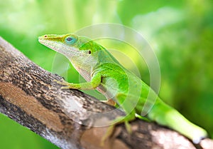 Green Anole lizard crawling on a tree