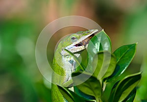 Green Anole lizard eating an insect