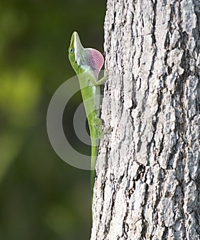 Green Anole lizard extending pink dewlap