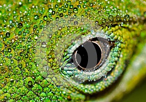 Green Anole lizard eye macro image.