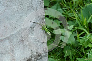 Green anole lizard in its natural habitat on the Big Island of Hawaii