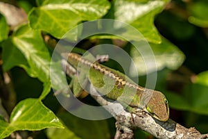 Green Anole Lizard Perches on Small Branch
