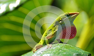 Green Anole Lizard