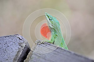 Green Anole lizard with red throat displayed