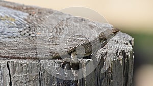 Green anole lizard on a stump showing territorial behavior