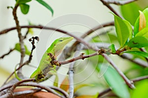Green Anole Lizard on tree
