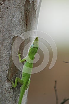 Green anole lizard on a tree in melbourne florida