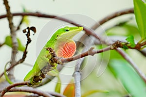 Green Anole Lizard on tree