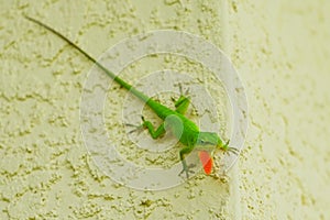 Green Anole Lizard on wall