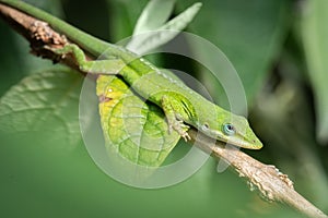 Green Anole on Madagascan Butterfly Bush, Mead Botanical Garden, Florida