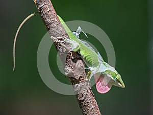 A green anole in a territorial display in a Texas garden