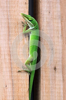 Green Anole trying to hide between a wooden fence