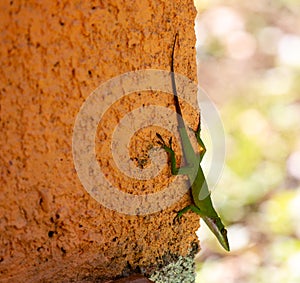 Green anole on a wall