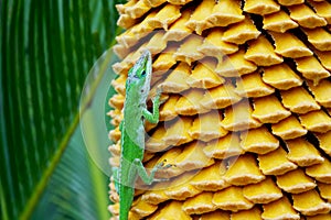 Green Anole and yellow Sago palm seeds