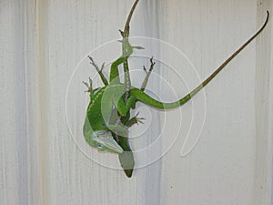 Green Anoles Procreating
