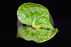 Green Anthurie flower on black