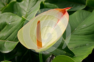 Green anthurium