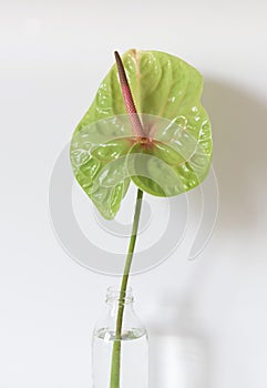 Green anthurium or flamingo flowerin vase on the white background.