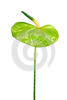 Green Anthurium flower