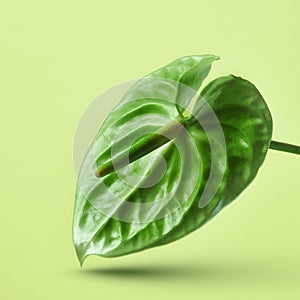 Green anthurium flower on a yellow background