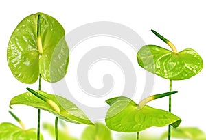 Green Anthurium flowers