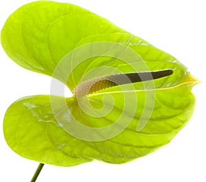 Green Anthurium,