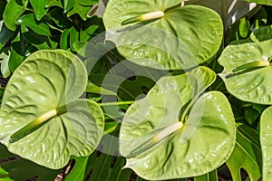 Green Anthurium Tropical Flower photo