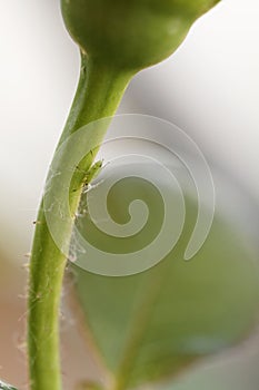 Green aphid