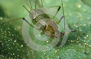 Green aphid photo