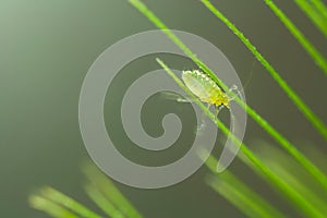 Green aphid balancing on two blades of grass