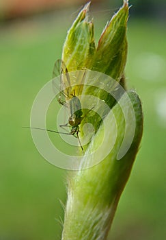 Green aphid on a pea plant