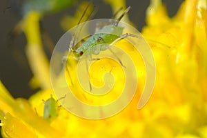 Green aphid on a yellow flower. Close up shot. Small aphid feed on the plant`s sap