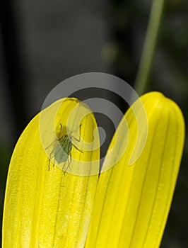 Green aphid on a yellow petal. photo