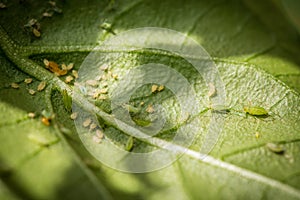 Green aphids